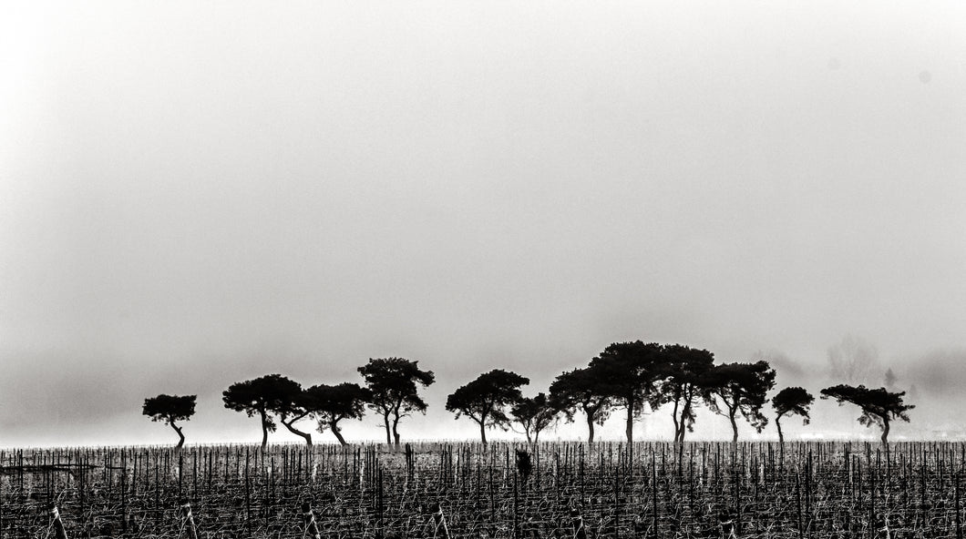 Trees in the Vines
