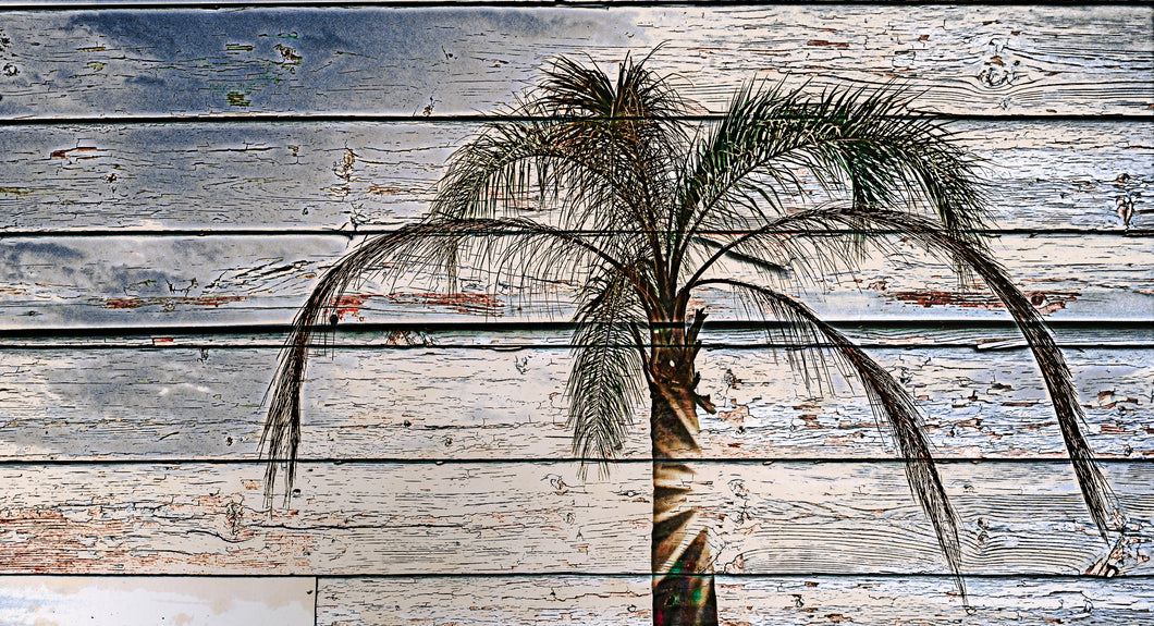 Palm on Beach Wood