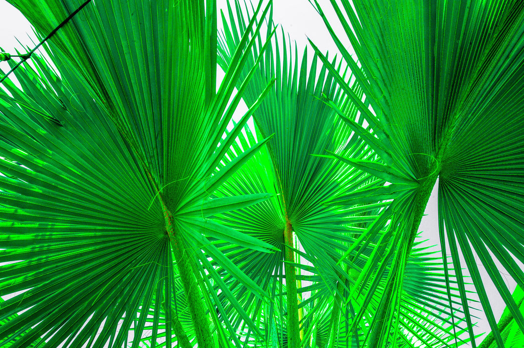 Palms 3
