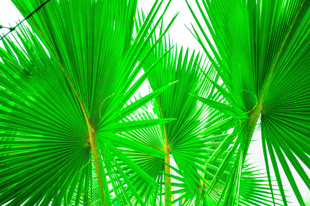 Palms 4