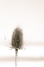 Load image into Gallery viewer, Thistle
