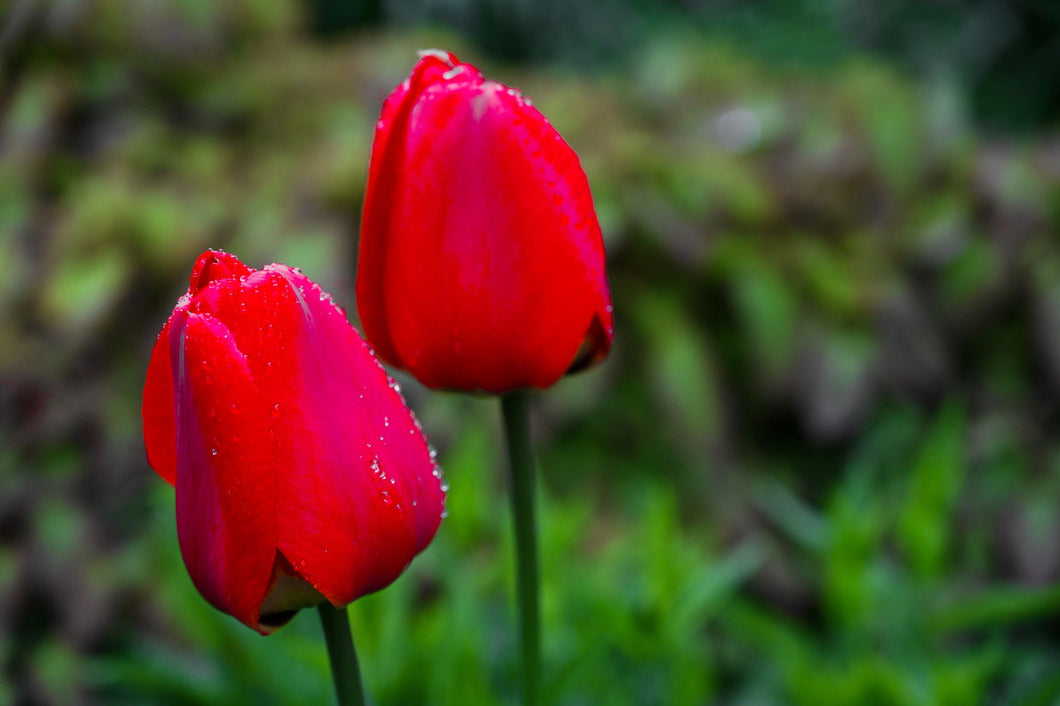 Two Rainy Tulips
