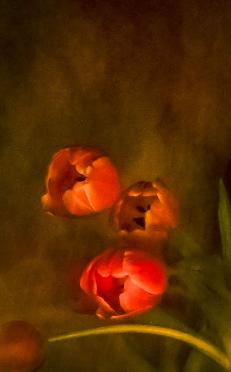Tulipins